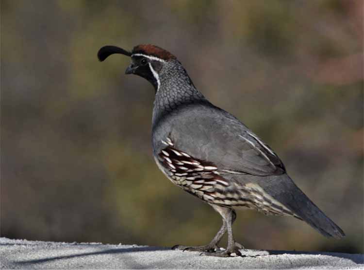 quail